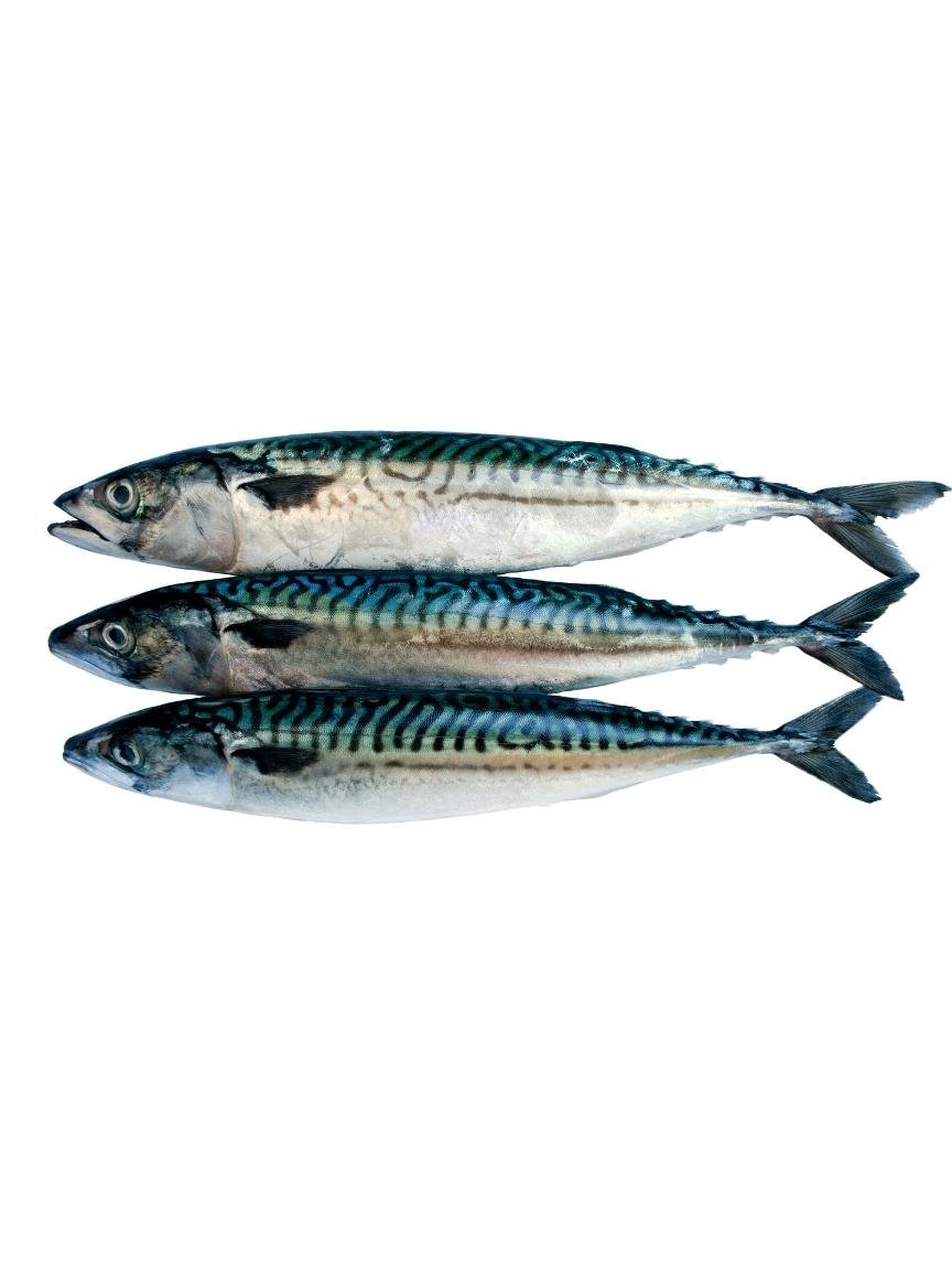 Wild caught Mackerel Whole - Totally Raw