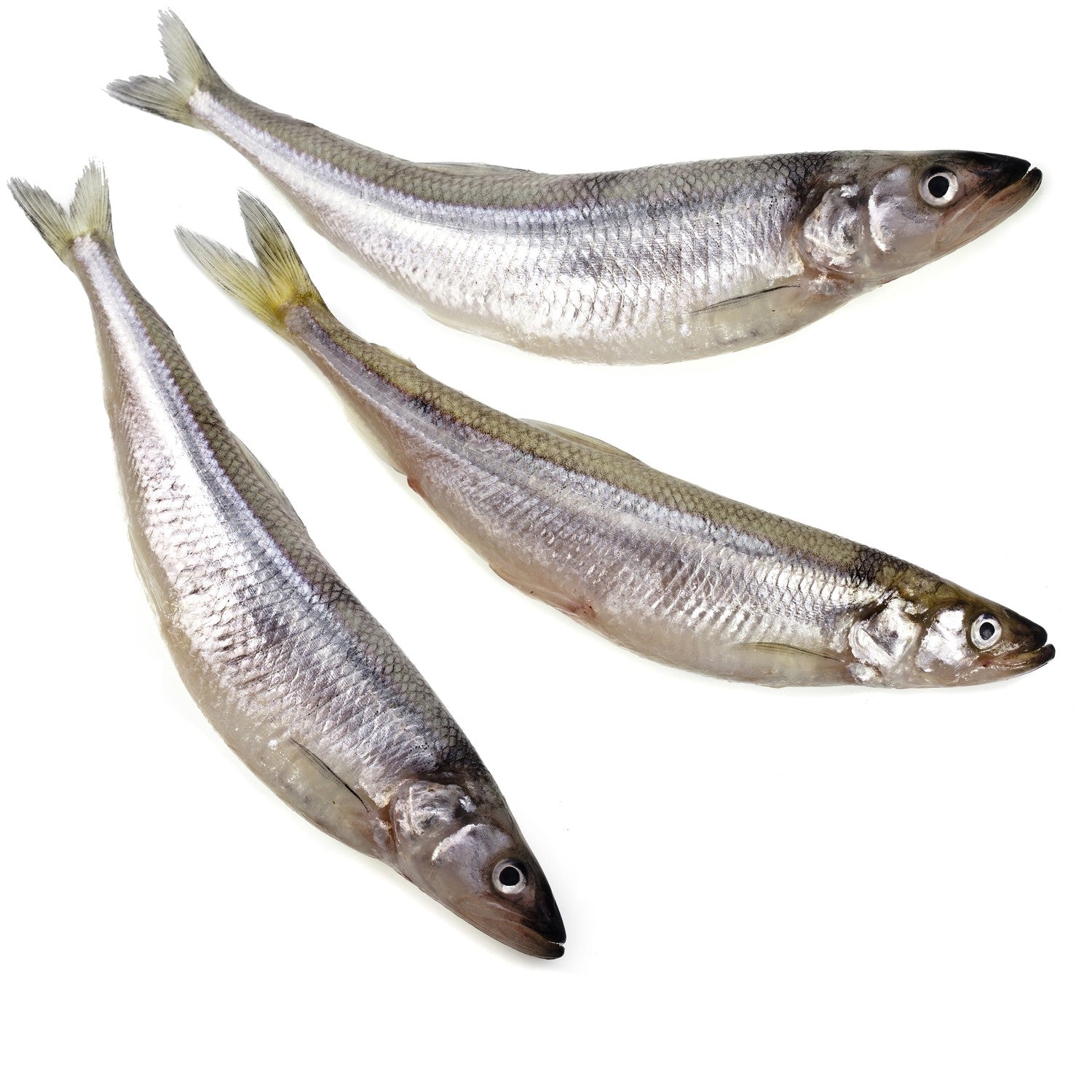 Wild Caught Whole Raw Smelt In Store Pickup Only - Totally Raw