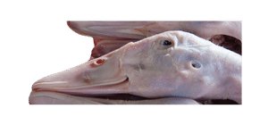 Raw Goose Head 3lbs - Happee Dawg